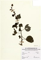 藏品(垂桉草)的圖片